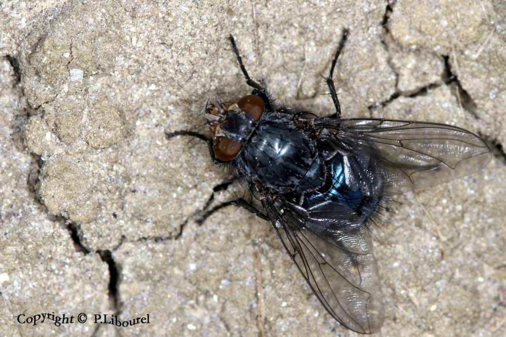 calliphora