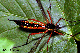 ctenophora