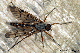 rhagio