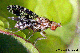 trypetoptera
