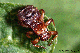 lipoptena