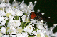 chrysogaster