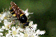 stratiomys