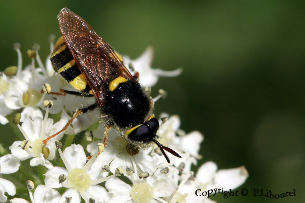 stratiomys