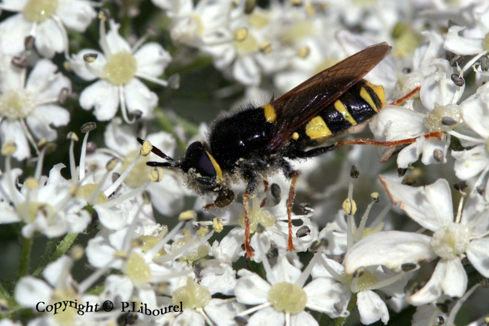 stratiomys
