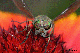 tabanus