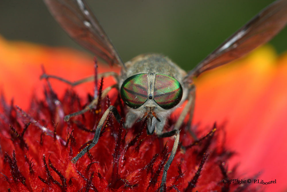 tabanus
