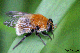 criorhina