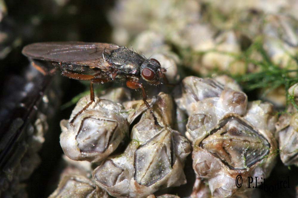 Coelopa frigida