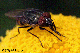 stomorhina