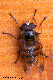 volucella