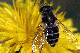 eristalis