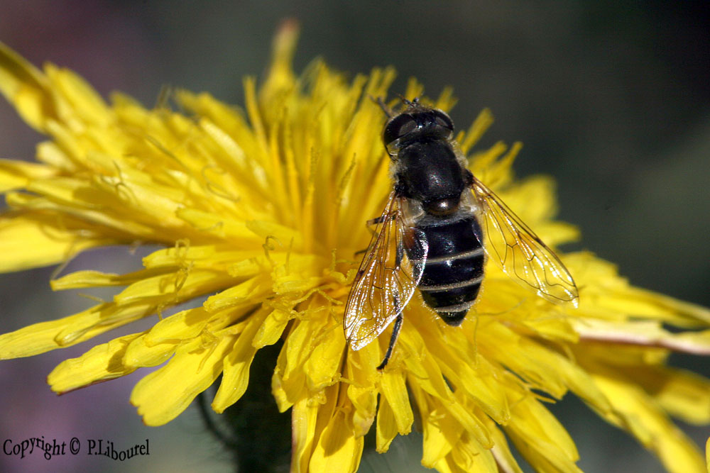 eristalis