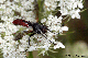 cylindromyia