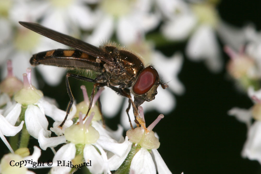 platycheirus