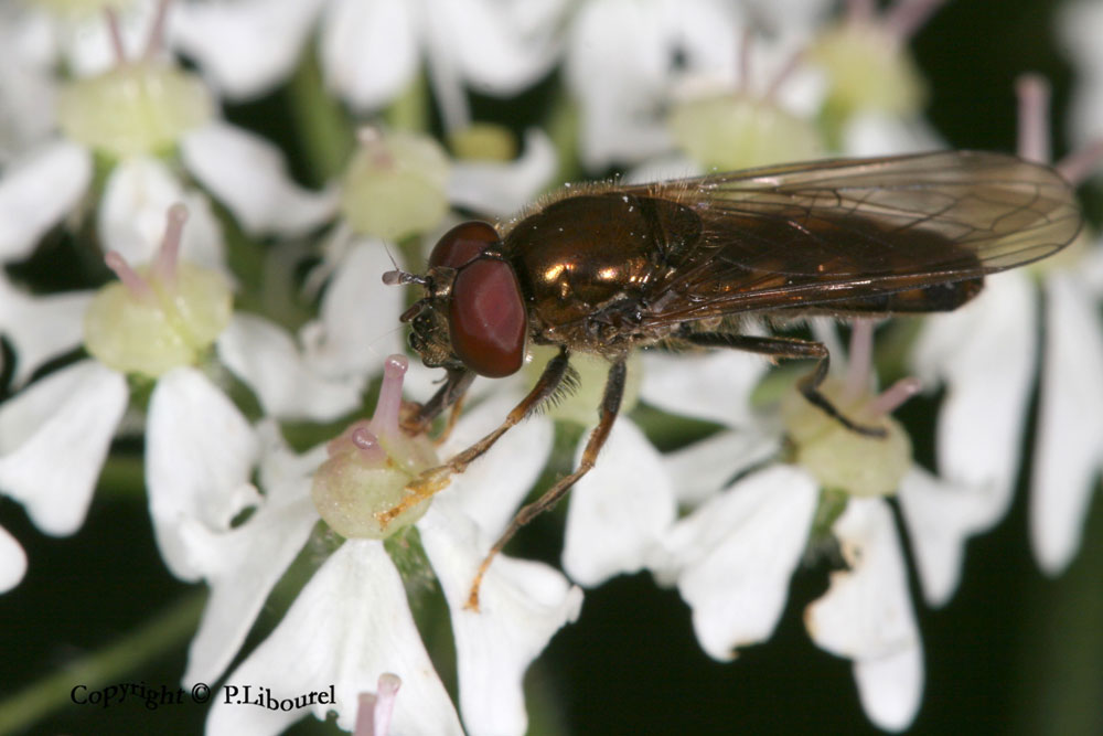 platycheirus