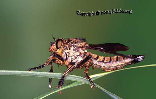 machimus fimbriatus