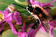 bombylius