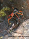 Tipule
