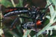 dasypogon