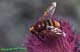 volucella