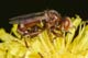 sicus