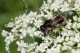 volucella