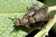 platystoma