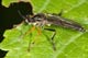 dioctria