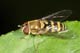 syrphus