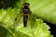 chrysopilus