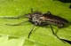 empis