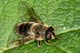 cheilosia