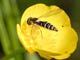 syrphus
