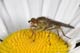 scatophaga
