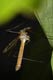 tipula