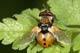 gymnosoma