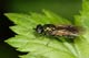 chloromyia