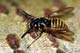 temnostoma