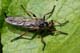 sapromyza