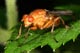 dryomyza