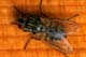 musca