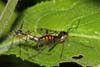 Ptychoptera contaminata