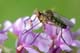 empis livida