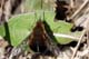 bombylius discolor