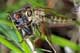 asilidae