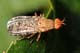 Euthycera chaerophylli