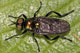 Actina chalybea