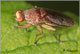 heleomyzidae