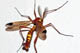 Ctenophora ornata
